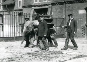1922年5月，Keepers Jack Milbourne，H Robertson和Thomas训练了一只年轻的亚洲象，伦敦动物园（bw photo） 作者 弗雷德里克·威廉·邦德