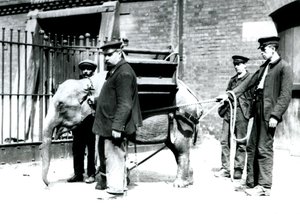 1922年5月，Keepers Jack Milbourne，H Robertson和Thomas训练了一只年轻的亚洲象，伦敦动物园（bw photo） 作者 弗雷德里克·威廉·邦德