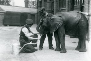 1924年7月，伦敦动物园的饲养员帮助年轻的雄性非洲大象基贝伦格用附着在喷壶上的水管喝水 作者 弗雷德里克·威廉·邦德