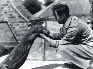 Komodo龙Sumbawa与守门员H. Alec Budd，1928年 作者 弗雷德里克·威廉·邦德