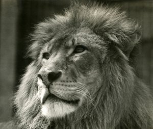 公狮子Kuja在伦敦动物园在1924年8月