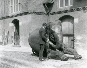 Syed Ali，1923年8月在伦敦动物园大象屋前训练Indiarani（bw photo） 作者 弗雷德里克·威廉·邦德
