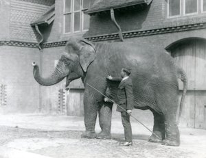 Syed Ali，1923年8月在伦敦动物园大象屋前训练Indiarani（bw photo） 作者 弗雷德里克·威廉·邦德