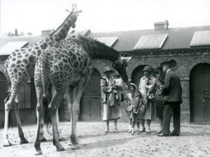 带着三个小孩的三位女士在1926年7月伦敦动物园长颈鹿屋的围场外面参观长颈鹿 作者 弗雷德里克·威廉·邦德