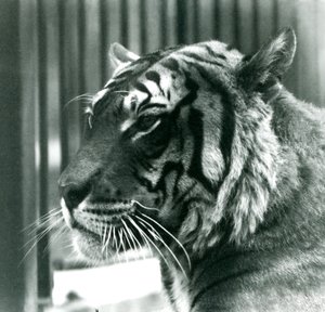 1925年在伦敦动物园的老虎山姆