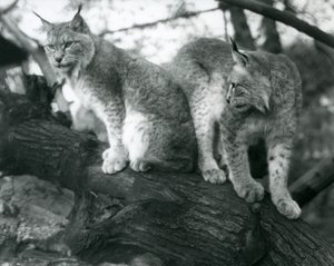 两只北方山猫，一只坐着，一只站着，在树枝上，伦敦动物园，1925年10月 作者 弗雷德里克·威廉·邦德