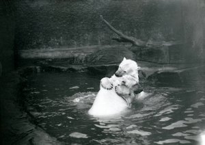 两只北极熊，包括少年，1922年6月在伦敦动物园的游泳池里玩耍和玩耍 作者 弗雷德里克·威廉·邦德
