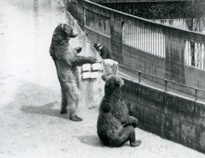 两只棕色的熊，一只站在它的后腿上，一只坐着，从1925年7月伦敦动物园的Mappin Terraces俯视 作者 弗雷德里克·威廉·邦德