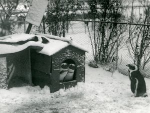 两只濒临灭绝的黑脚企鹅在雪地里看着他们的巢箱，而另一只看着伦敦动物园，1924年 作者 弗雷德里克·威廉·邦德