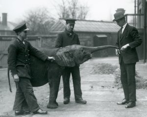 提高她的款待的年轻女性非洲矮小大象Oojah款待在伦敦动物园，1925年6月 作者 弗雷德里克·威廉·邦德