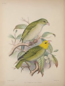 Psittirostra Psittacea，选自斯科特-威尔逊（Scott B. Wilson）的《Aves Hawaiienses : the birds of the Sandwich Islands》。 作者 弗雷德里克·威廉·弗罗霍克
