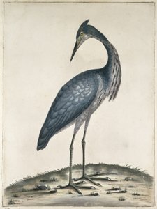 苍鹭，1789年（wc和墨水在纸上）