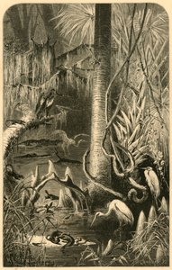 佛罗里达州的一片沼泽地》，1872年。