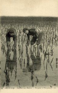阿卡雄，牡蛎公园 作者 法国摄影师