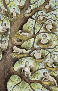 婴儿在树上的巢 作者 法国摄影师