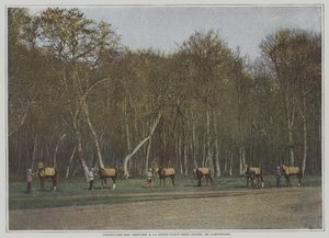 在法国贡比涅山（Foret de Compiegne）的La Croix-Saint-Ouen锻炼赛马（彩色照片）。 作者 法国摄影师