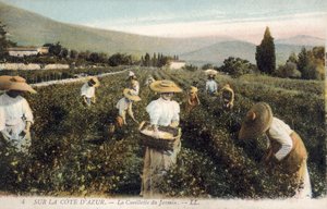 Jasmine pickers, Cote d