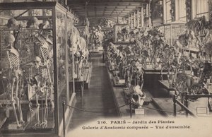 巴黎，Jardin des Plantes 作者 法国摄影师