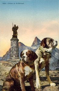 圣伯纳犬 作者 法国摄影师