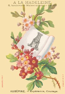 答：Aubepine-埃斯佩兰斯，勇气 作者 法语学校