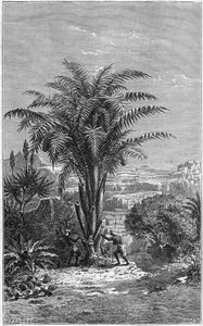 A Gagouier from Guinee is a palm tree of the tribe of the calamees. It is indispensable to life because it gives Africans bread and wine. Engraving in “” le journal de la jeunesse”” 作者 法语学校