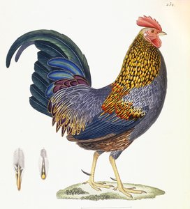 一只母鸡，图版232，摘自“鸟类有色图版新收藏”，1820-1839年 作者 法语学校