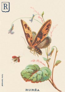 答：鲁里亚 作者 法语学校