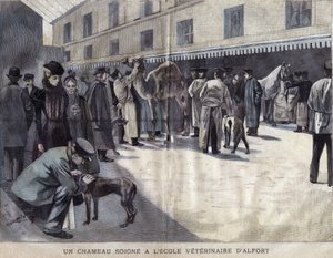 一头骆驼在Maison Alfort（梅松-阿尔福特）的兽医学校疗伤。1899年《小吉伦特》中的插图。 作者 法语学校