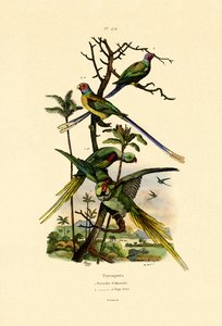 亚历山大鹦鹉，1833年至1939年 作者 法语学校