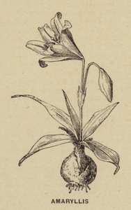 金盏花（雕刻） 作者 法语学校