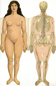 Rehm博士撰写的《新实用医学与卫生百科全书》的解剖学折叠板，阿里斯蒂德·奎耶特书店，1922年-人体-裸体女人和女性骨骼 作者 法语学校