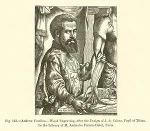 Andrew Vesalius (engraving) 作者 法语学校