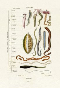 Annelids，1833-39 作者 法语学校