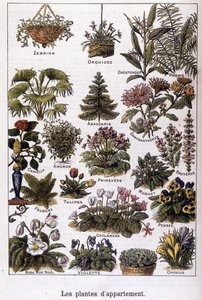 公寓植物，1901 年 2 月 2 日（雕刻） 作者 法语学校