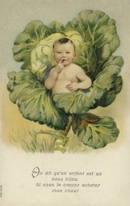 卷心菜中的婴儿（chromolitho） 作者 法语学校