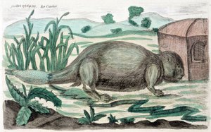 海狸。 M. Toussaint (1756) 在“物理、自然历史和艺术的定期观察”中的插图。 作者 法语学校