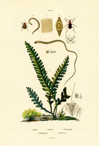 蜜蜂甲虫 作者 法语学校