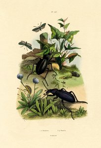 甲虫 作者 法语学校