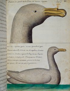 麦哲伦海峡的鸟，水彩画，来自法国1698年至1701年皇家南方海洋公司船长雅克-古安-德-博切斯内（1652-1730）的日志。 作者 法语学校