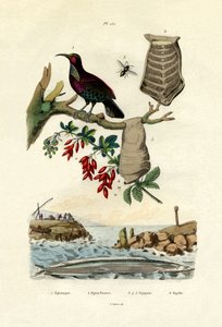 天堂鸟，1833年至1939年 作者 法语学校