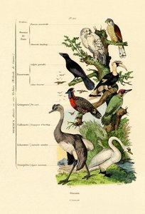 鸟类，1833年至1939年 作者 法语学校
