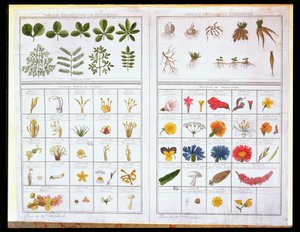 Carl von Linne（1707-78）和Joseph Pitton de Tournefort（1656-1708）之后的植物表，18世纪晚期（彩色雕刻） 作者 法语学校