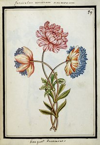 海葵花束，约1700年 作者 法语学校