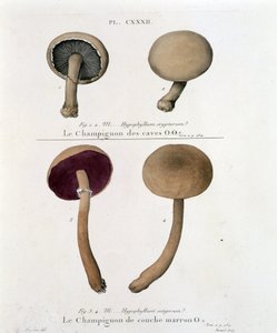 棕色层蘑菇 - Jean Jacques Paulet 18 世纪后期的“Treat des champignons” 作者 法语学校
