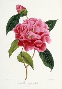 茶花茶（1839-1943） 作者 法语学校