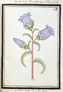 风铃草气瓶，约1700年（水彩画，黑色框） 作者 法语学校