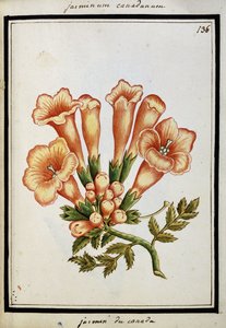 加拿大茉莉花，约1700年 作者 法语学校