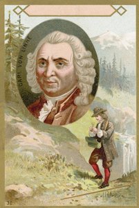 Carl Linnaeus，瑞典植物学家和动物学家 作者 法语学校
