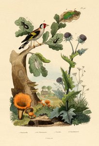 Chanterelle，1833-39 作者 法语学校