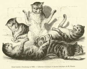 1683年在斯特拉斯堡发现的猫（雕版画 作者 法语学校